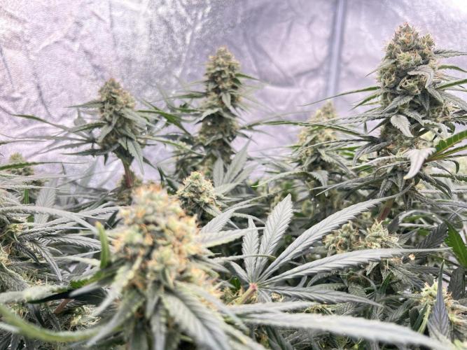 COCO_FAST&SWEET_Buds-3round. Week 10