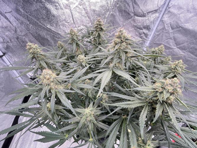 COCO_FAST&SWEET_Buds-3round. Week 10