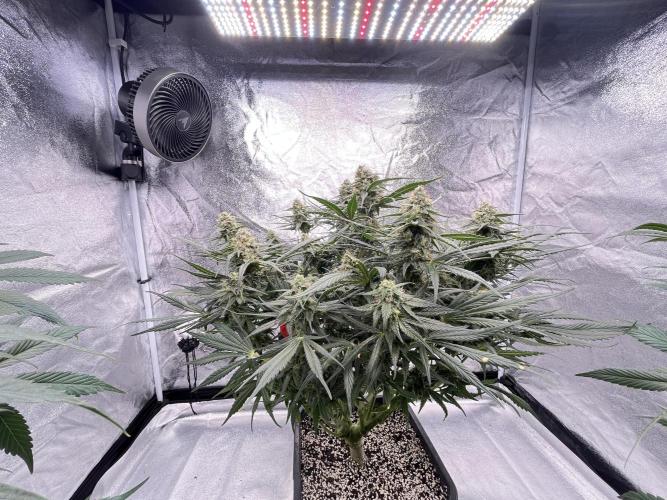 COCO_FAST&SWEET_Buds-3round. Week 10