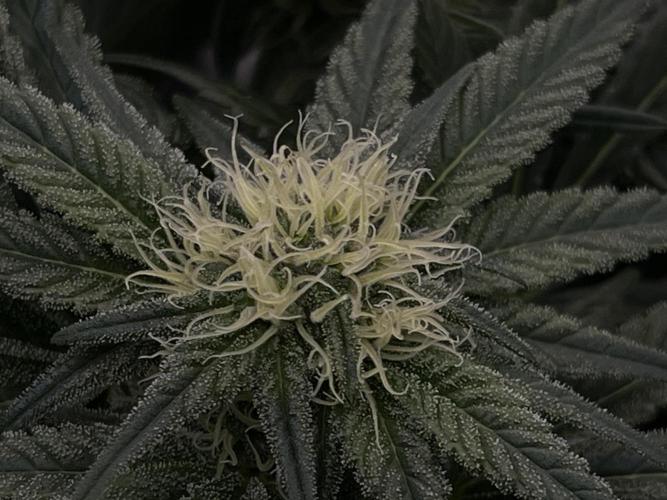 COCO_FAST&SWEET_Buds-3round. Week 10