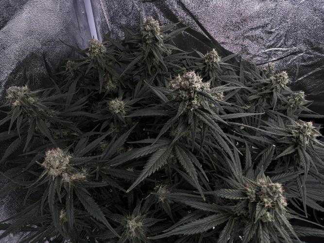 COCO_FAST&SWEET_Buds-3round. Week 10