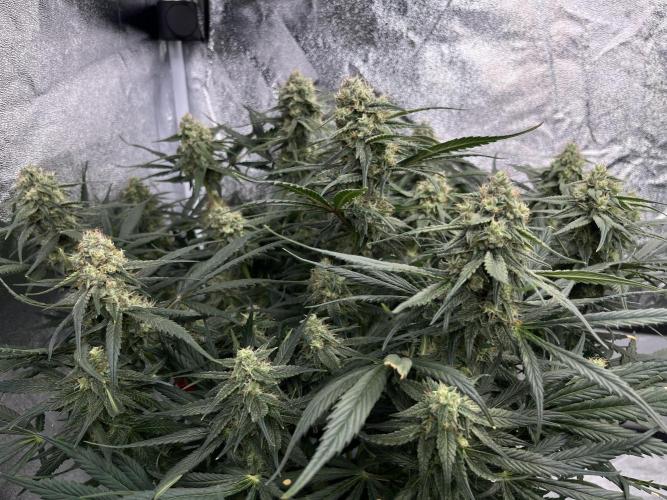 COCO_FAST&SWEET_Buds-3round. Week 10