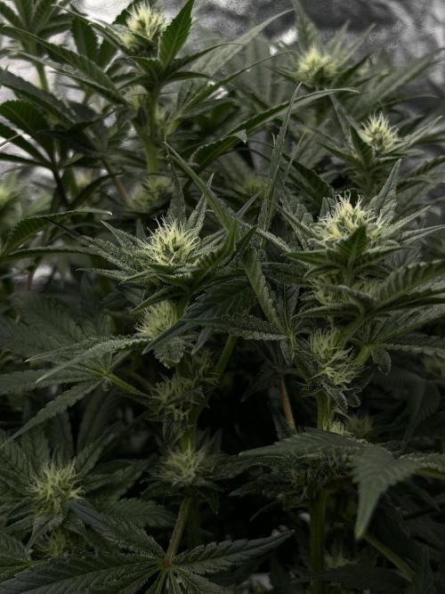 COCO_FAST&SWEET_Buds-3round. Week 10