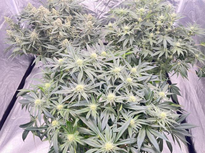 COCO_FAST&SWEET_Buds-3round. Week 10