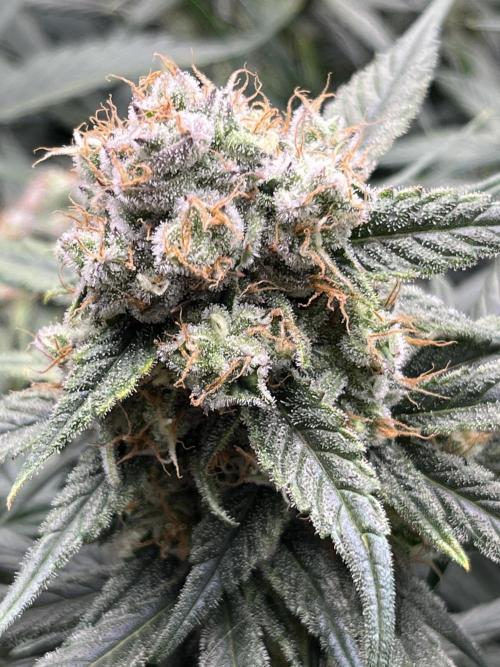 COCO_FAST&SWEET_Buds-3round. Week 11 - Autoflowering 10 týdnu od vyklíčení