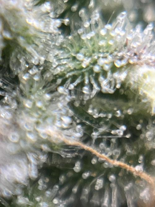 COCO_FAST&SWEET_Buds-3round. Week 11 - Autoflowering