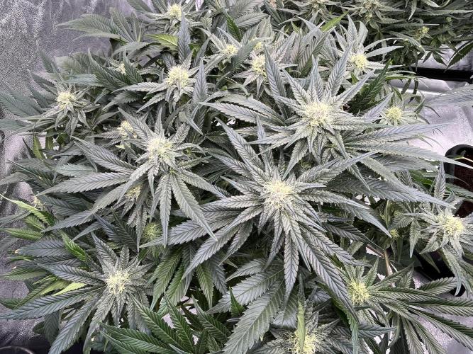 COCO_FAST&SWEET_Buds-3round. Week 11 - GG4 Sherbet