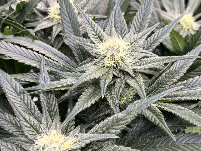 COCO_FAST&SWEET_Buds-3round. Week 11 - GG4 Sherbet