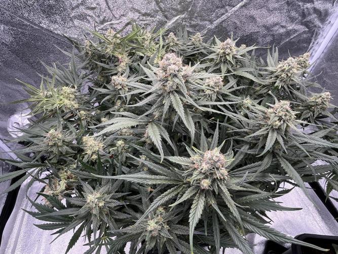 COCO_FAST&SWEET_Buds-3round. Week 11 - Autoflowering