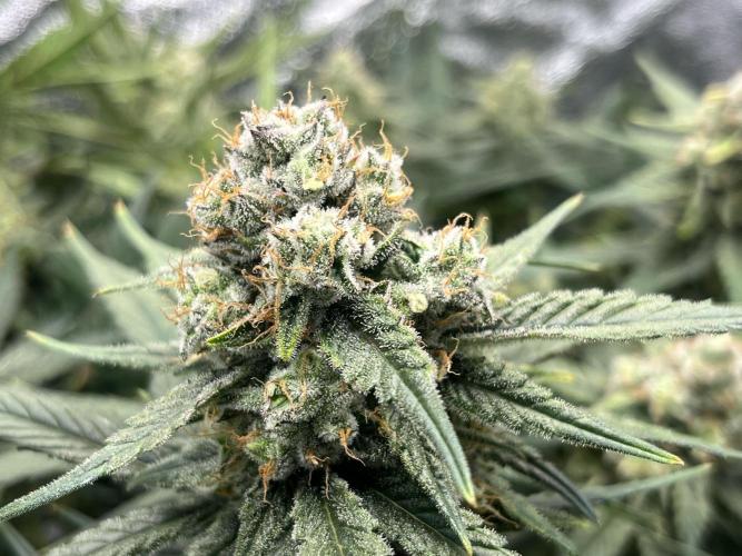 COCO_FAST&SWEET_Buds-3round. Week 11 - Autoflowering