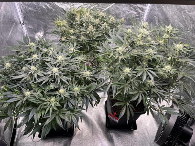 COCO_FAST&SWEET_Buds-3round. Week 11