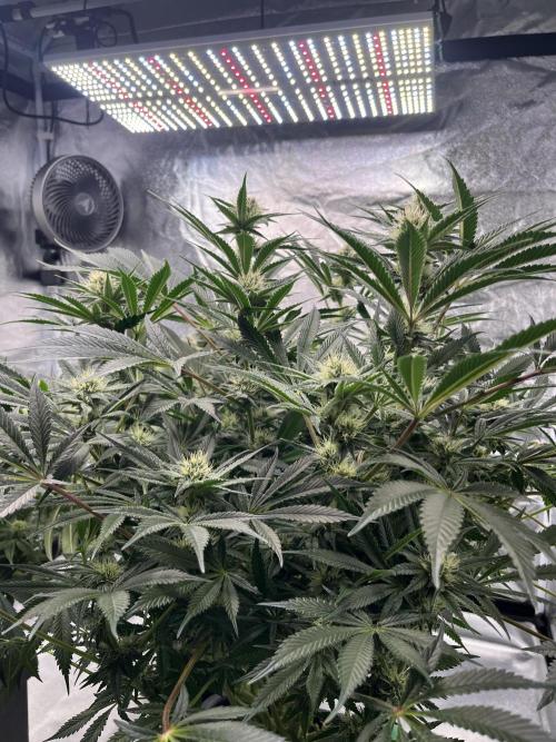 COCO_FAST&SWEET_Buds-3round. Week 11 - Purple Lemonade FF