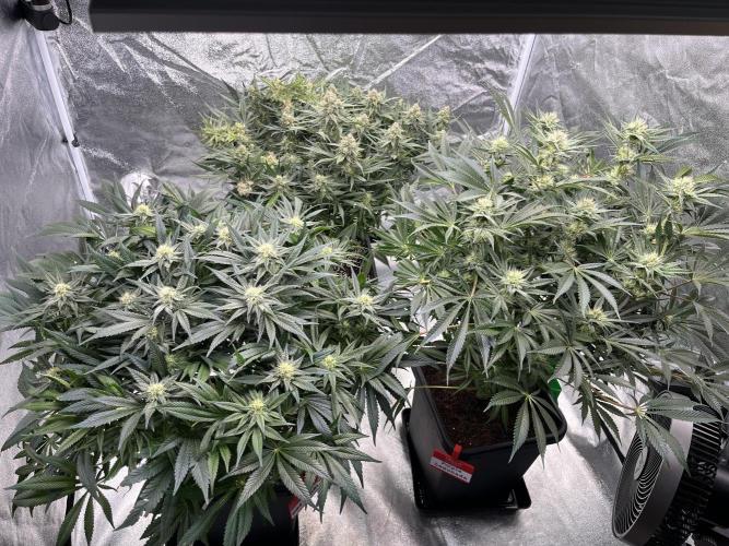COCO_FAST&SWEET_Buds-3round. Week 11 - Trikolora
