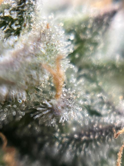 COCO_FAST&SWEET_Buds-3round. Week 11