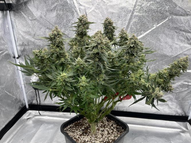 COCO_FAST&SWEET_Buds-3round. Week 11