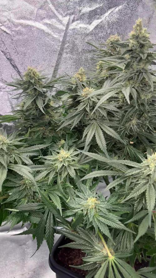 COCO_FAST&SWEET_Buds-3run