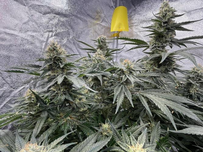 COCO_FAST&SWEET_Buds-3round. Week 12
