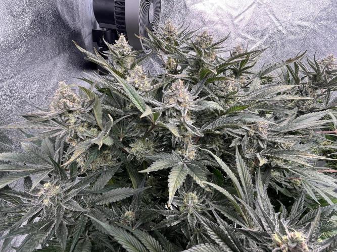 COCO_FAST&SWEET_Buds-3round. Week 12