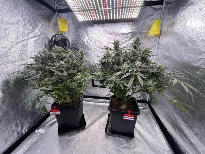 COCO_FAST&SWEET_Buds-3round. Week 12
