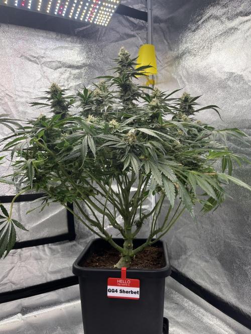 COCO_FAST&SWEET_Buds-3round. Week 12