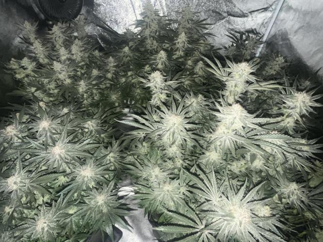 COCO_FAST&SWEET_Buds-3round. Week 12