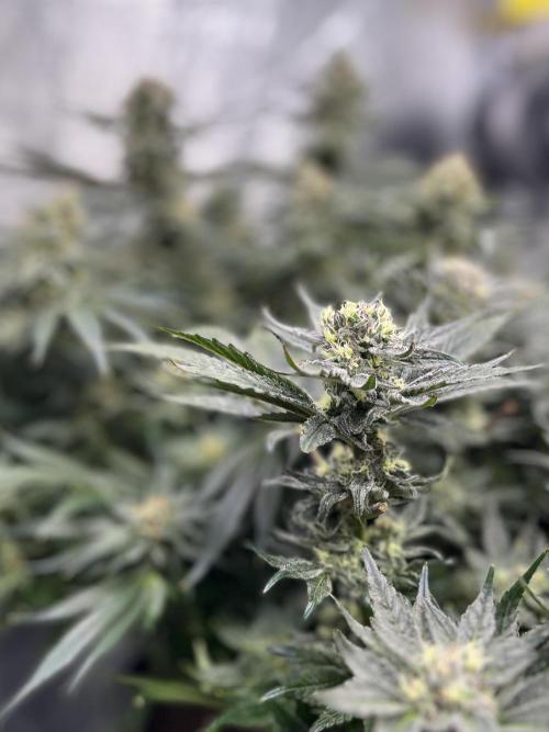 COCO_FAST&SWEET_Buds-3round. Week 12