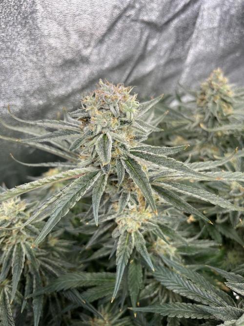 COCO_FAST&SWEET_Buds-3round. Week 12
