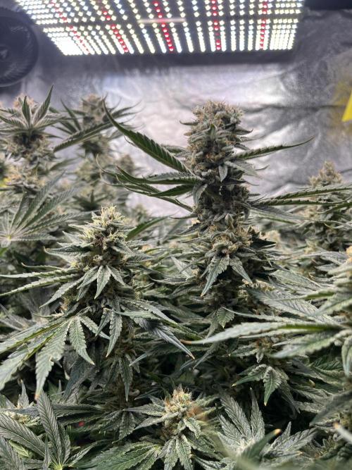 COCO_FAST&SWEET_Buds-3round. Week 12