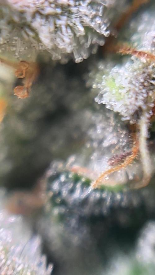COCO_FAST&SWEET_Buds-3run