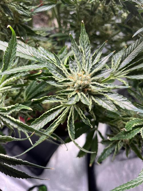 COCO_FAST&SWEET_Buds-3round. Week 13 - Jedna foto extra pro Hombreho, ten má rád tyhle zakroucené, osypané listy  🤠