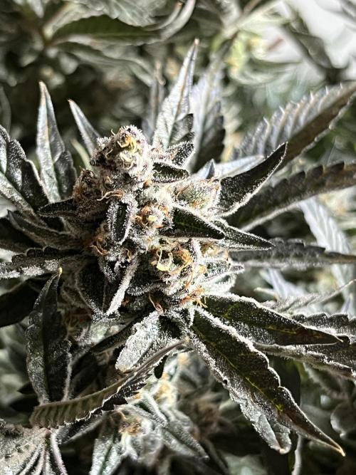 COCO_FAST&SWEET_Buds-3round. Week 13 - Purple Lemonade