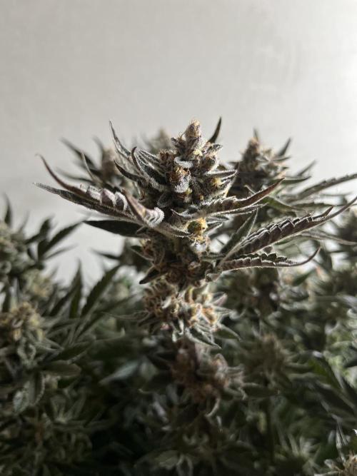 COCO_FAST&SWEET_Buds-3round. Week 13 - Purple Lemonade