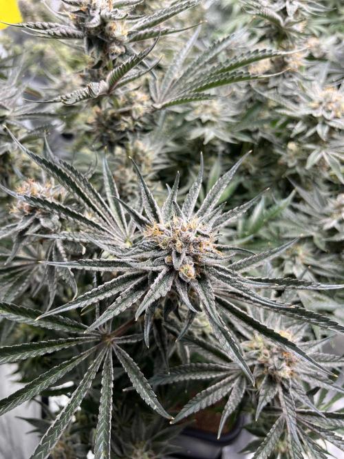COCO_FAST&SWEET_Buds-3round. Week 13 - Purple Lemonade