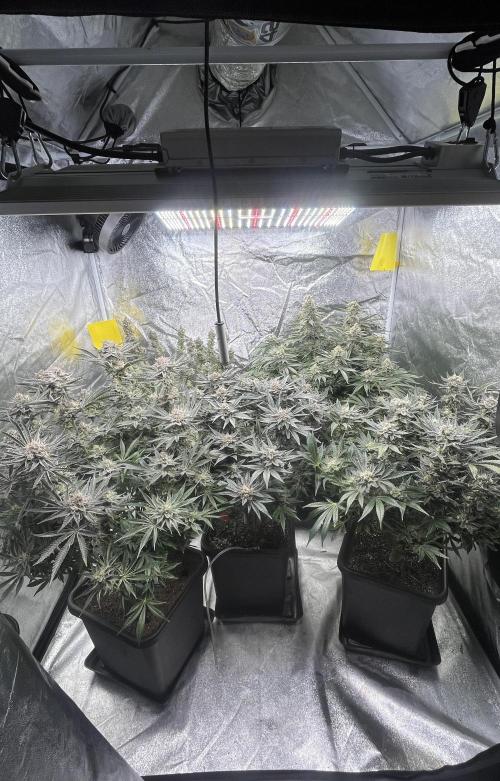 COCO_FAST&SWEET_Buds-3round. Week 13