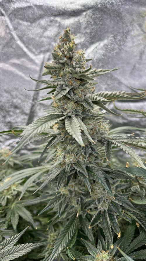 COCO_FAST&SWEET_Buds-3round. Week 13 - GG4 Sherbet