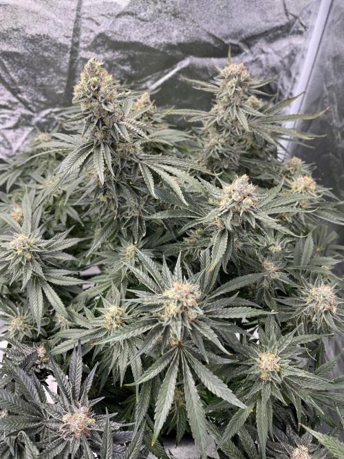 COCO_FAST&SWEET_Buds-3round. Week 13 - GG4 Sherbet