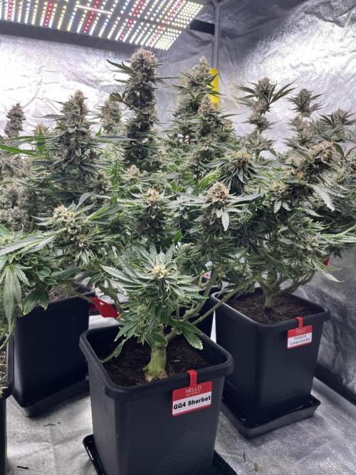 COCO_FAST&SWEET_Buds-3round. Week 13