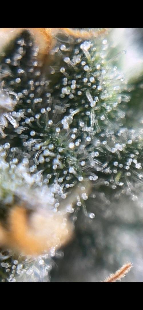 COCO_FAST&SWEET_Buds-3round. Week 13