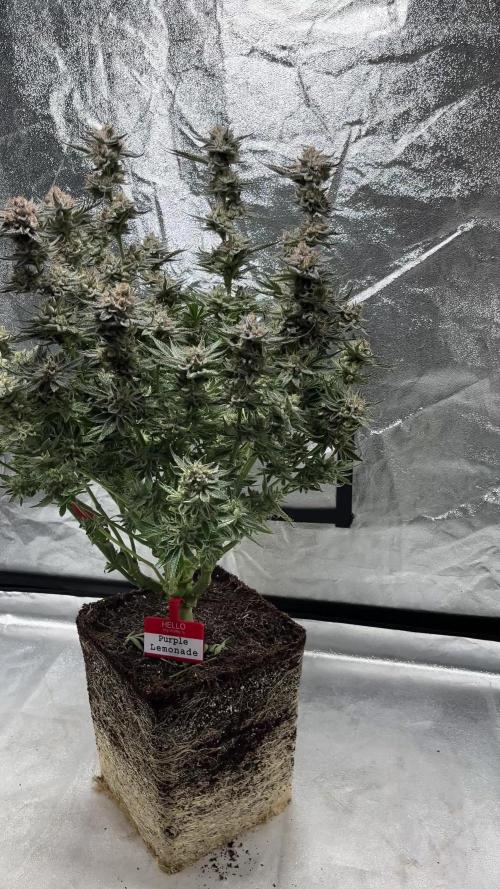 COCO_FAST&SWEET_Buds-3run