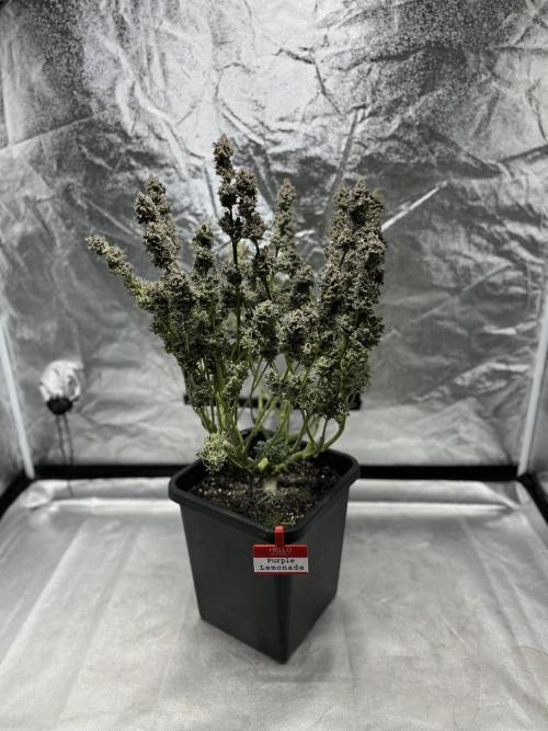 COCO_FAST&SWEET_Buds-3round. Week 14