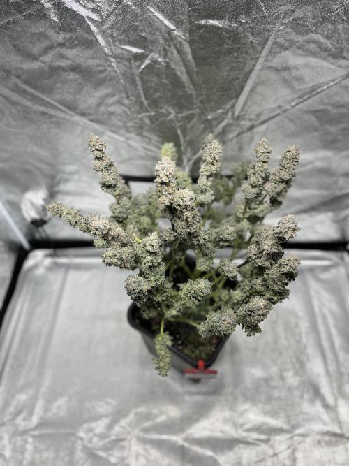 COCO_FAST&SWEET_Buds-3round. Week 14