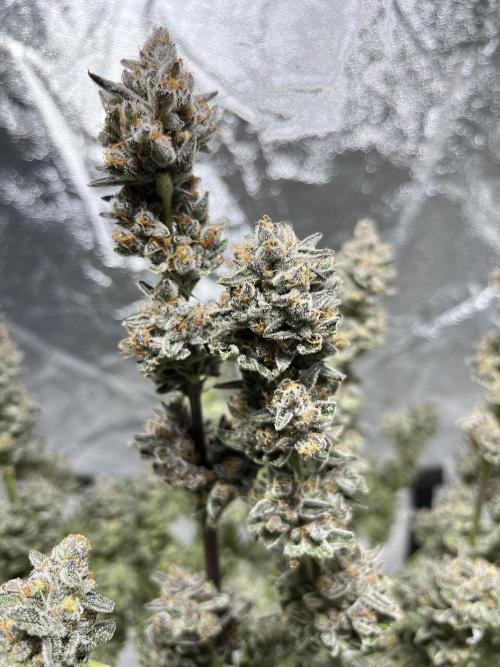 COCO_FAST&SWEET_Buds-3round. Week 14