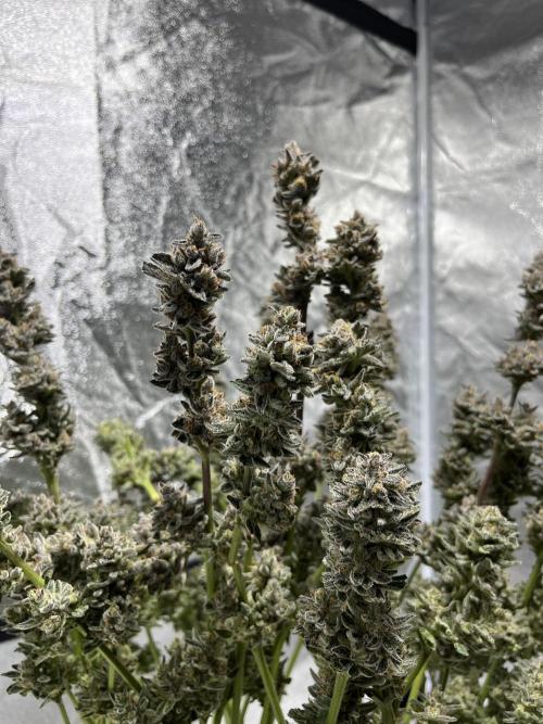 COCO_FAST&SWEET_Buds-3round. Week 14
