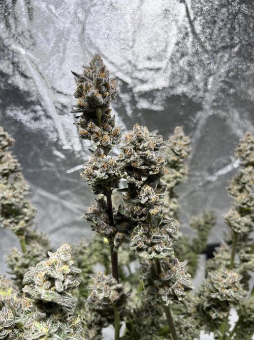 COCO_FAST&SWEET_Buds-3round. Week 14
