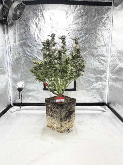 COCO_FAST&SWEET_Buds-3round. Week 14