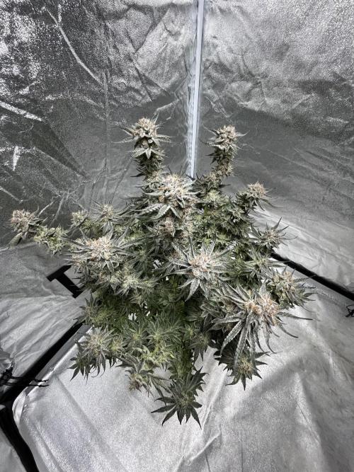 COCO_FAST&SWEET_Buds-3round. Week 14
