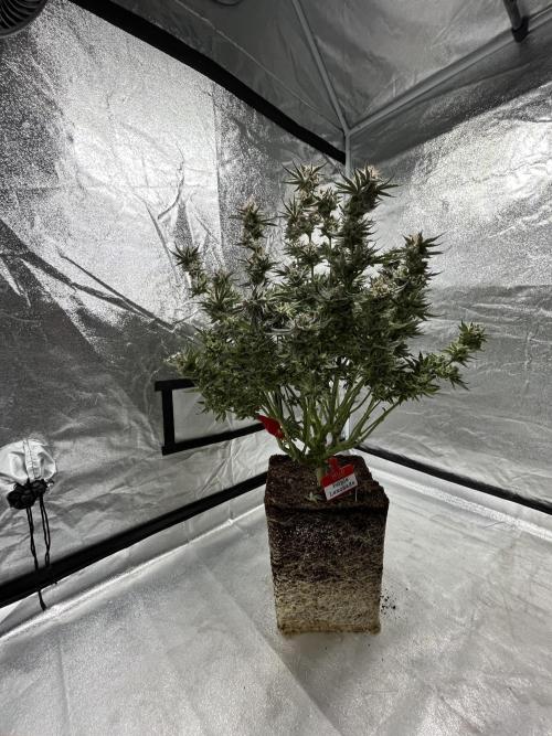 COCO_FAST&SWEET_Buds-3round. Week 14