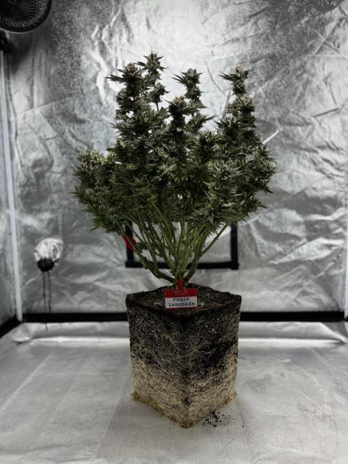 COCO_FAST&SWEET_Buds-3round. Week 14