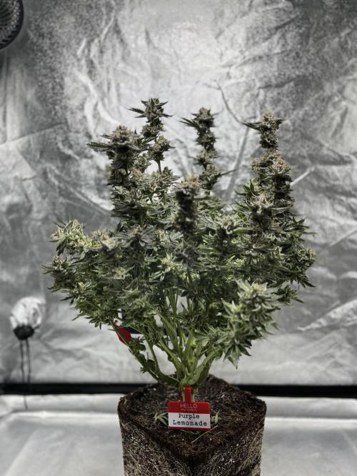 COCO_FAST&SWEET_Buds-3round. Week 14