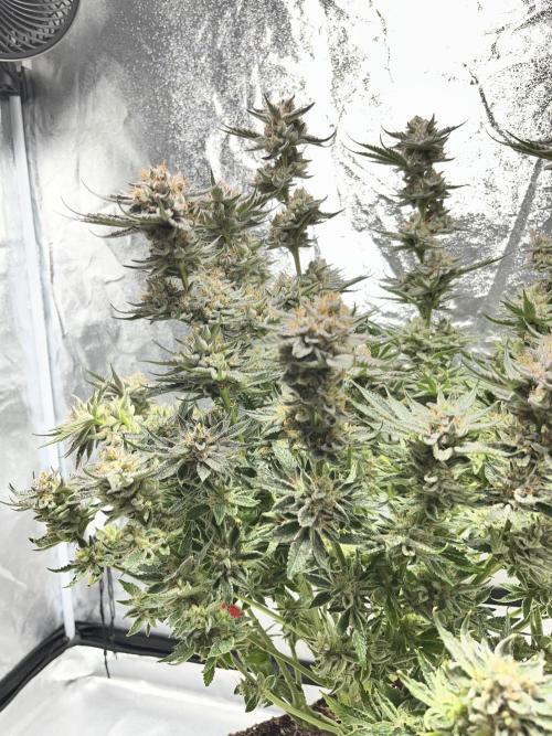 COCO_FAST&SWEET_Buds-3round. Week 14